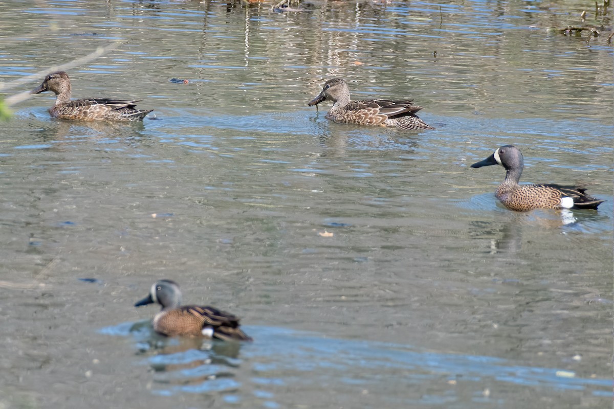 Blue-winged Teal - ML218842691