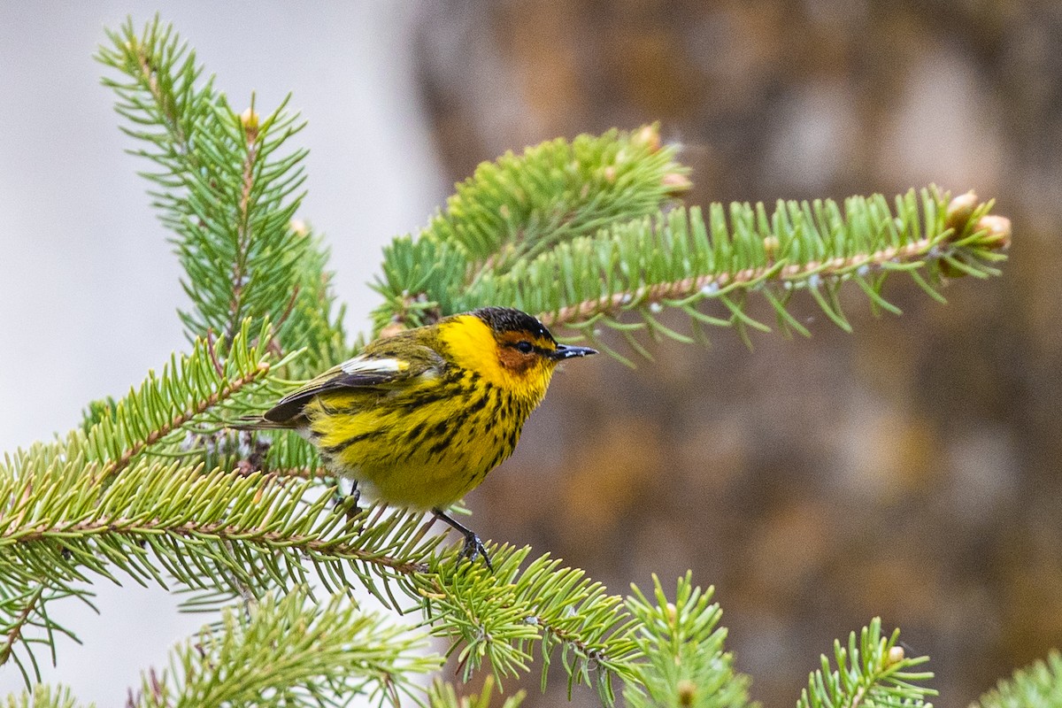 Cape May Warbler - ML218843681