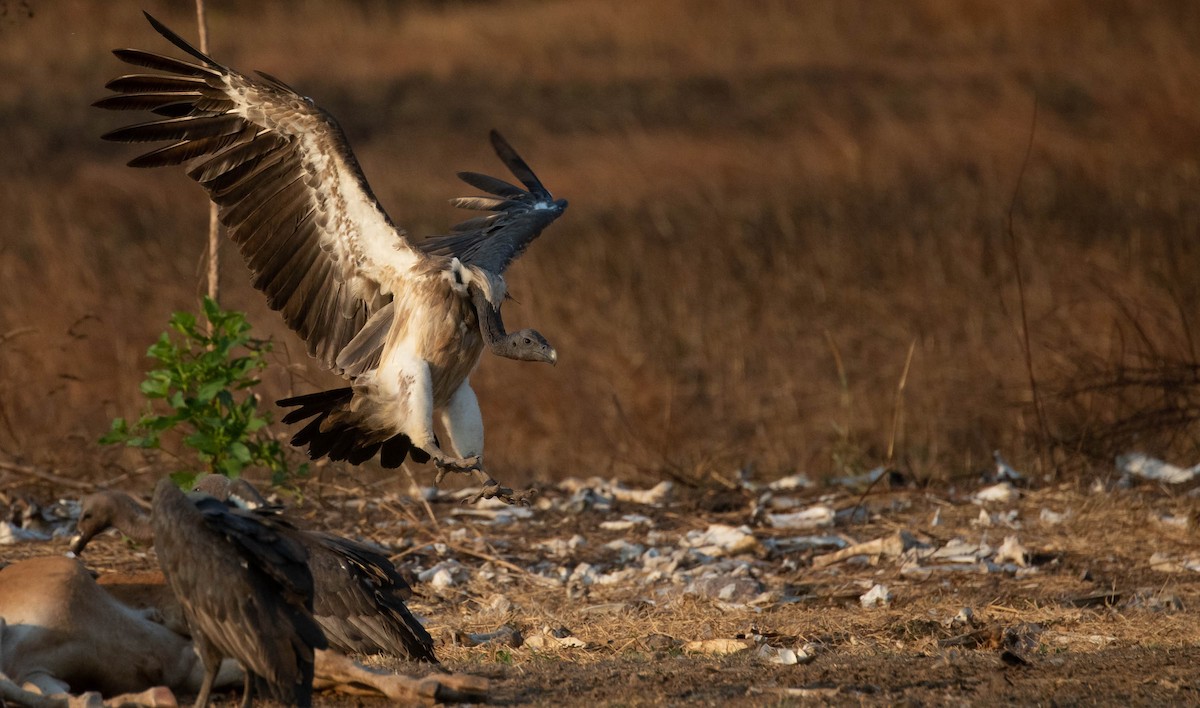 Slender-billed Vulture - Doug Gochfeld