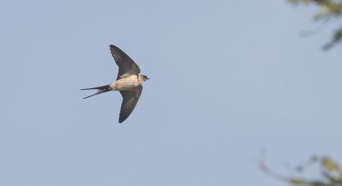 Red-rumped/Striated Swallow - ML218856341