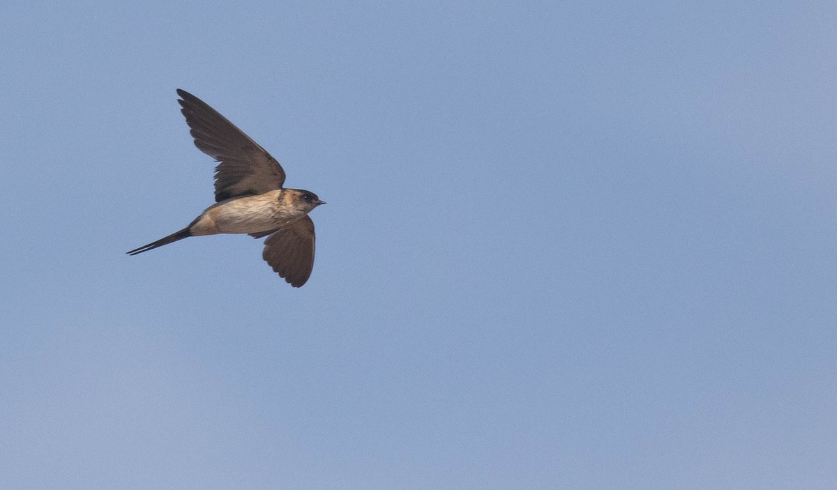 Red-rumped/Striated Swallow - ML218856381