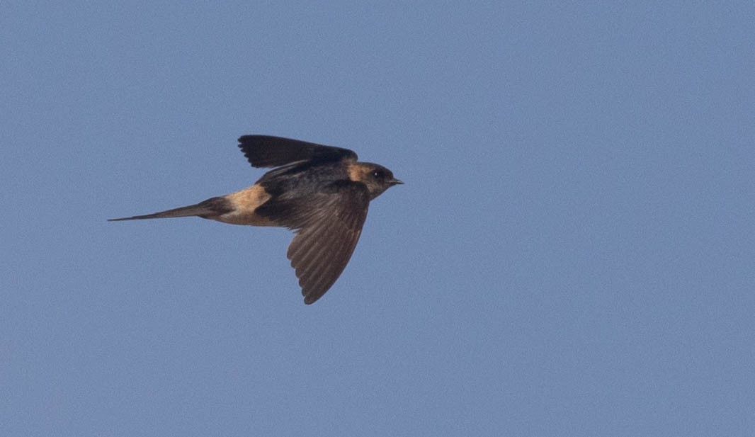 Red-rumped/Striated Swallow - ML218856421