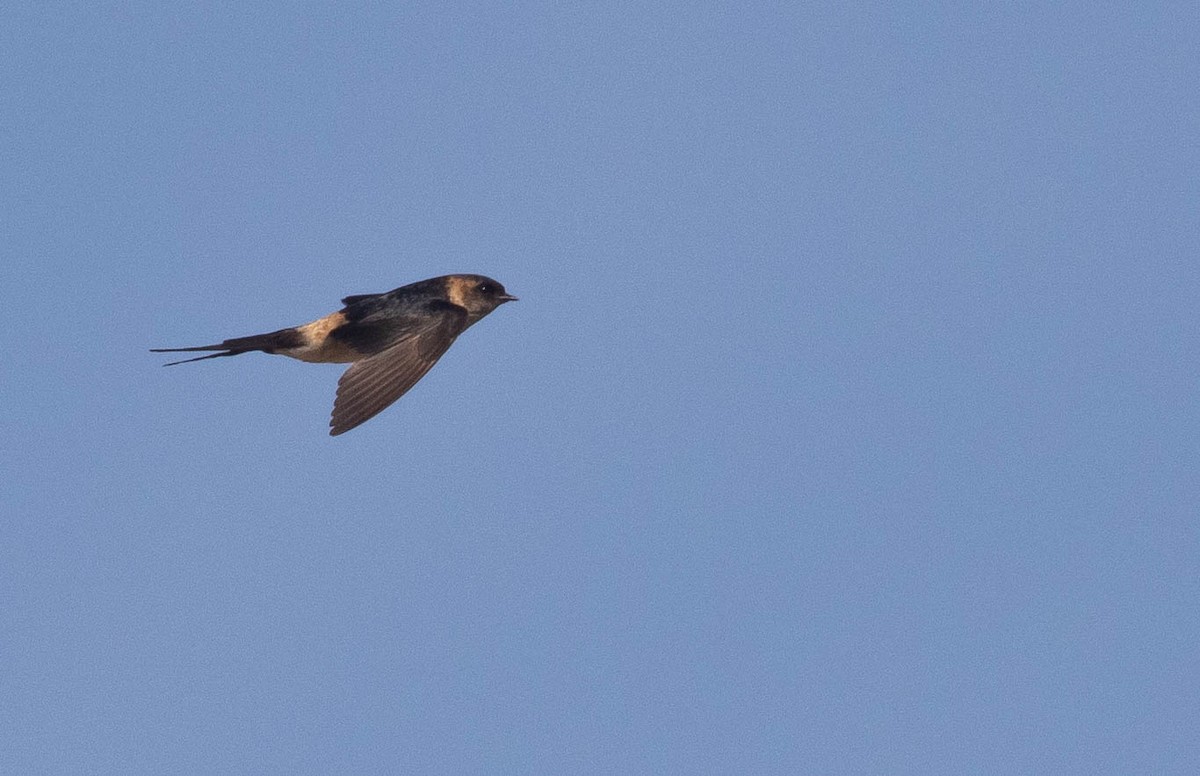 Red-rumped/Striated Swallow - ML218856441