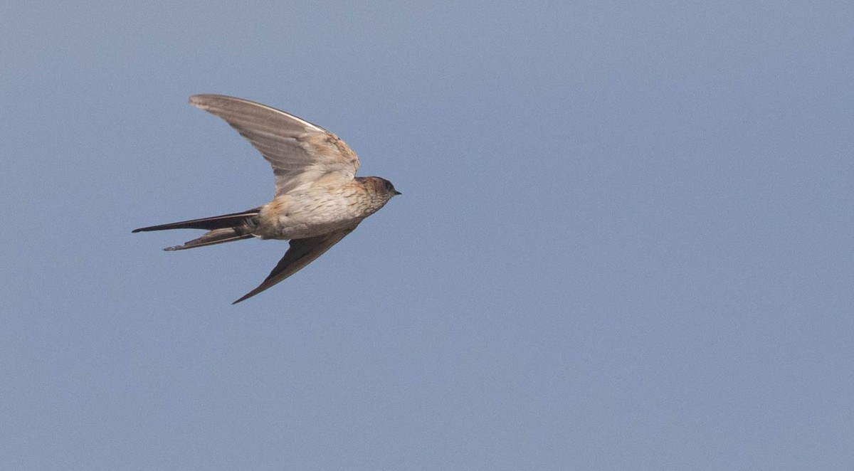 Red-rumped/Striated Swallow - ML218856481