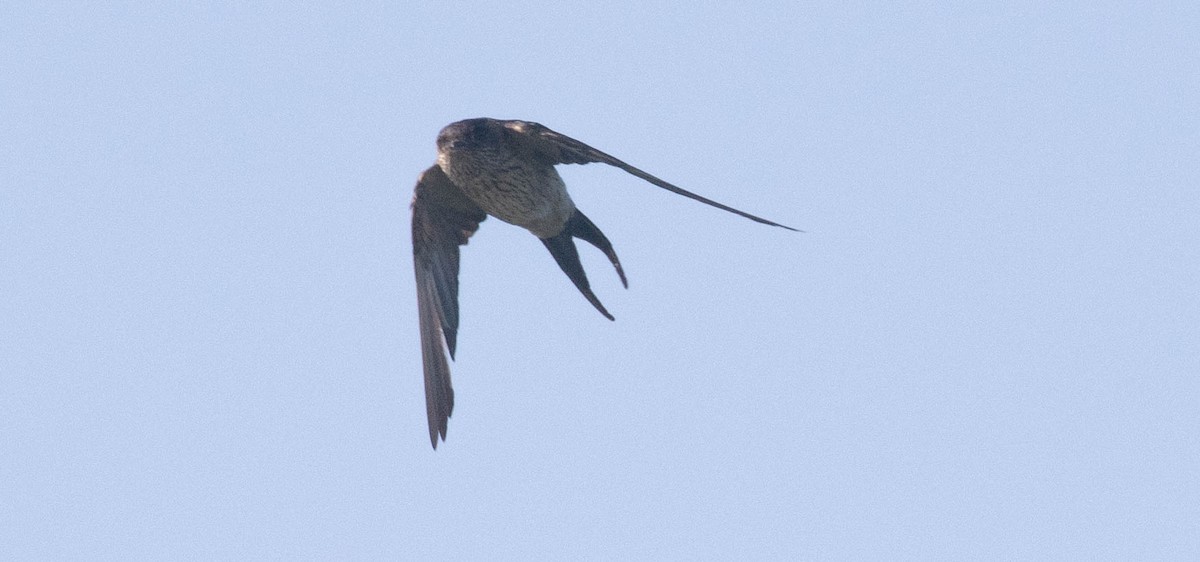 Red-rumped/Striated Swallow - ML218856501