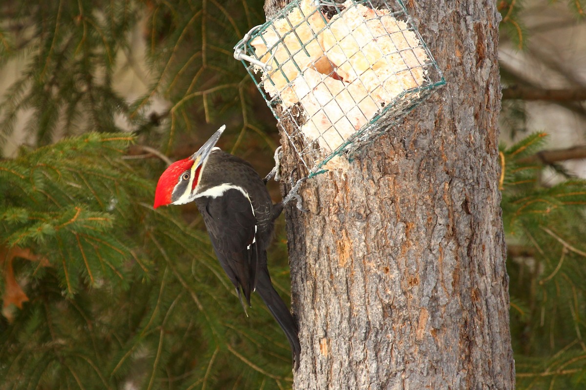 Pileated Woodpecker - Craig Fosdick