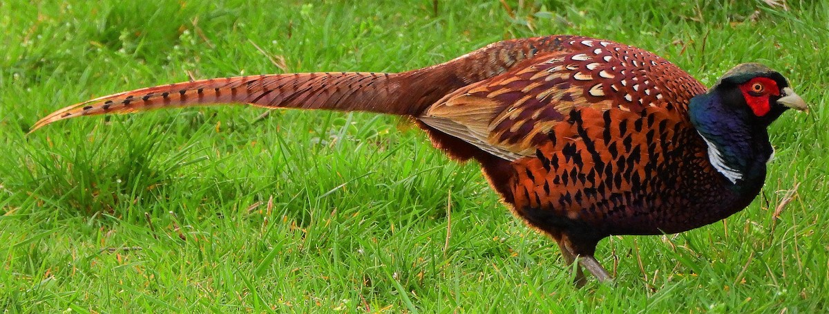 Ring-necked Pheasant - Joe Minor