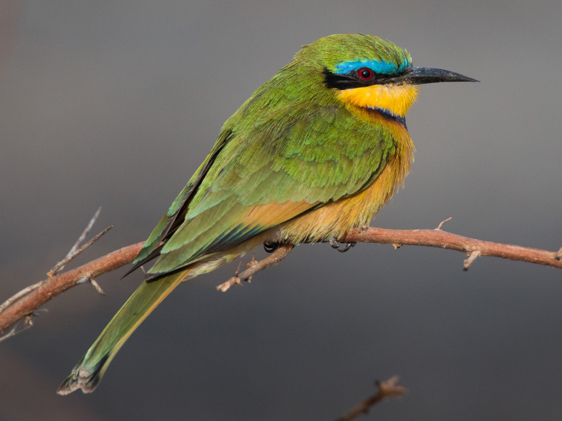 Little Bee-eater - Ian Davies