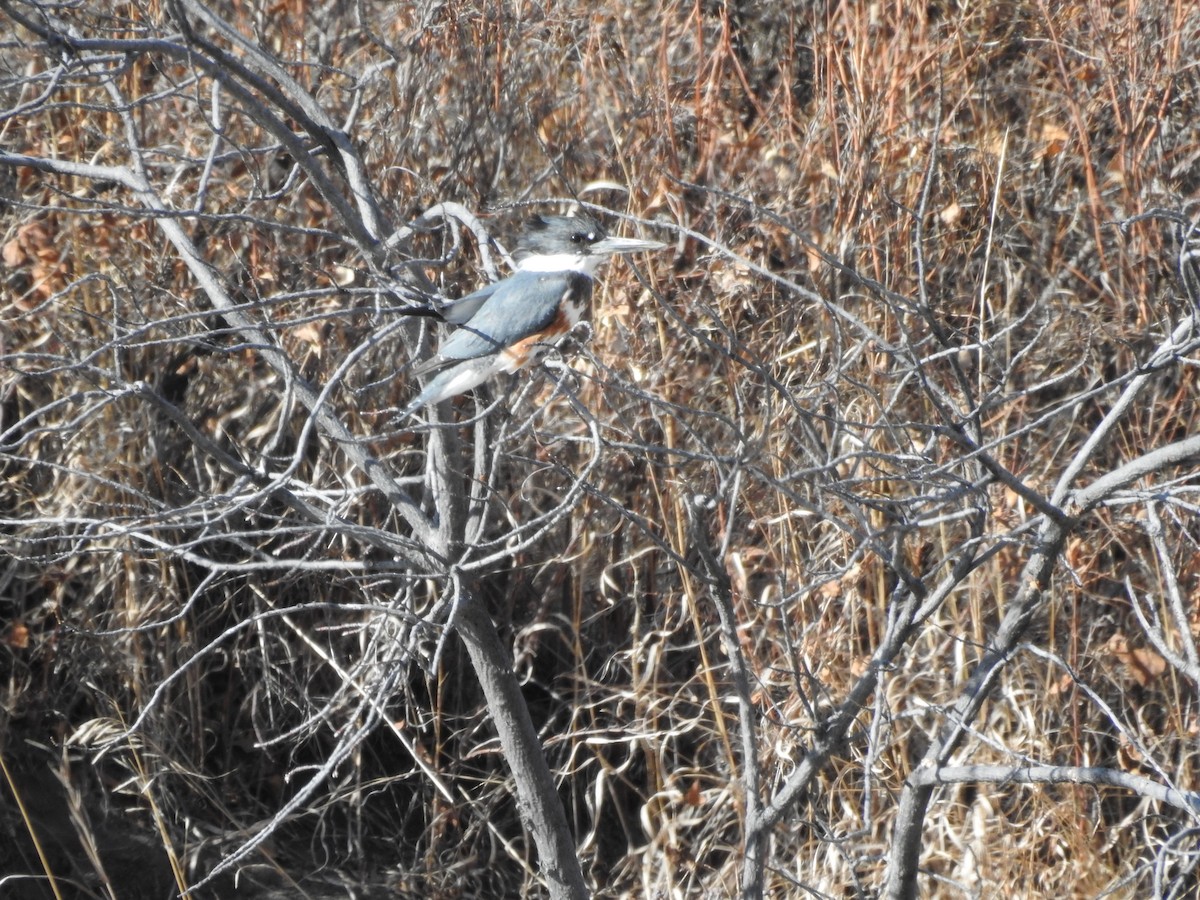Belted Kingfisher - ML218865551