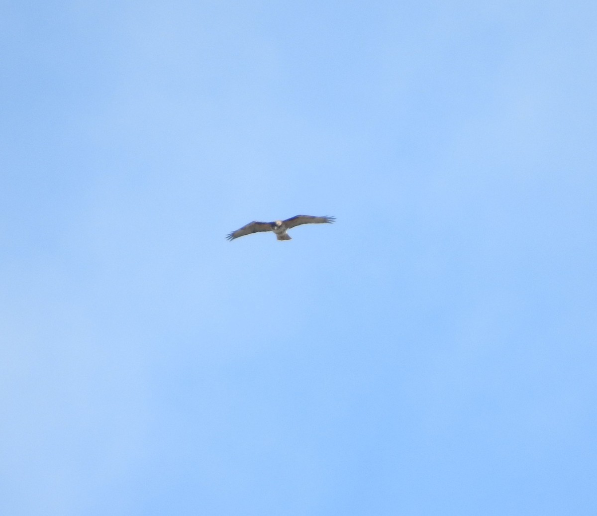 Red-tailed Hawk - ML218865931
