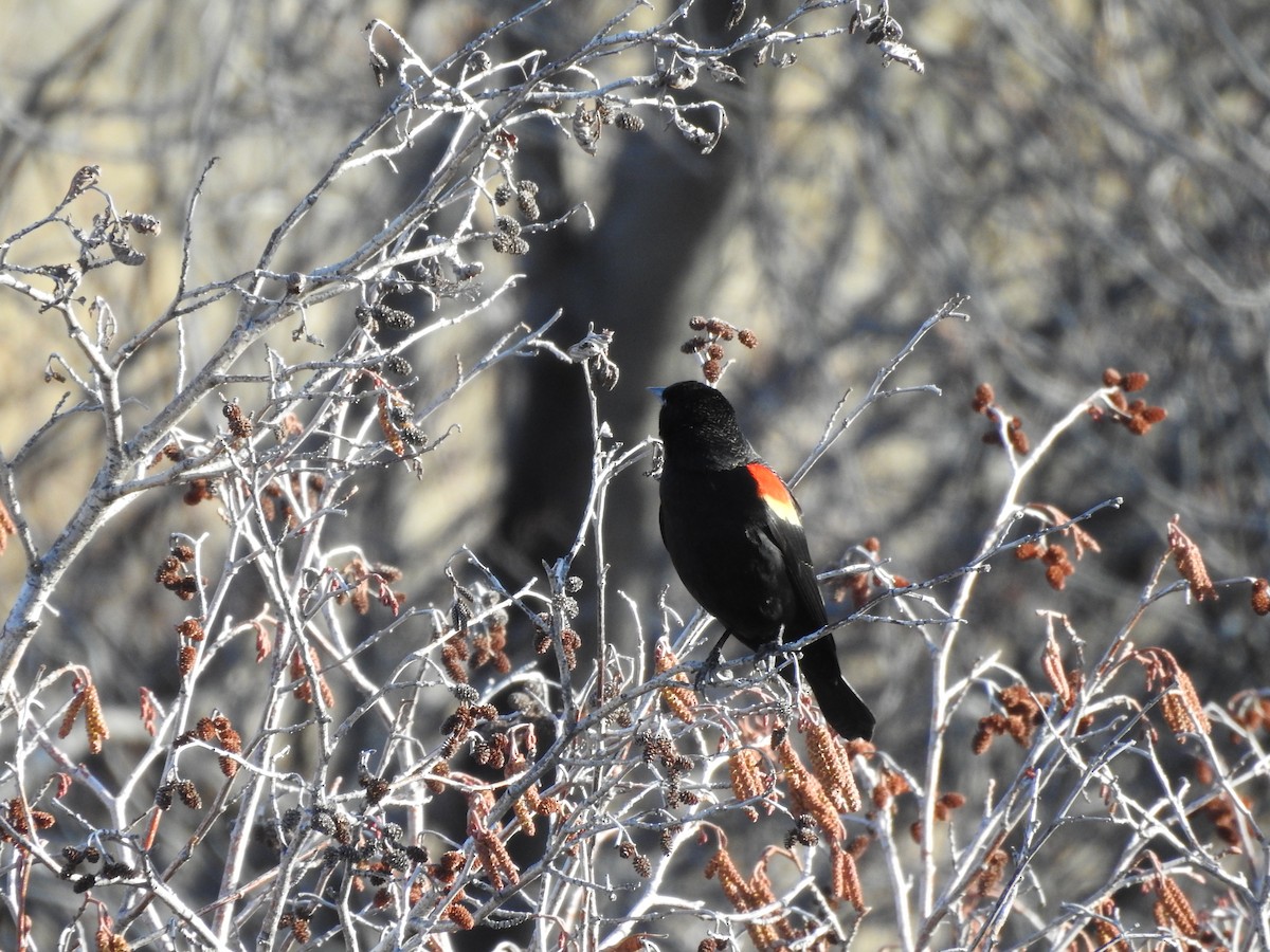 Red-winged Blackbird - ML218866221