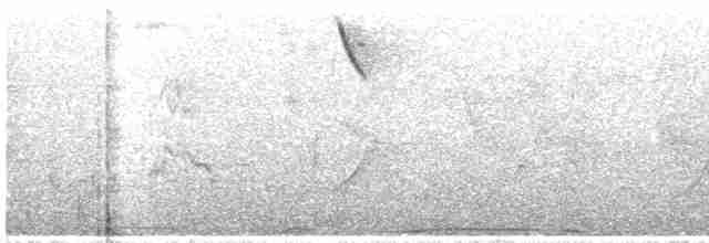 White-throated Hummingbird - ML218866751