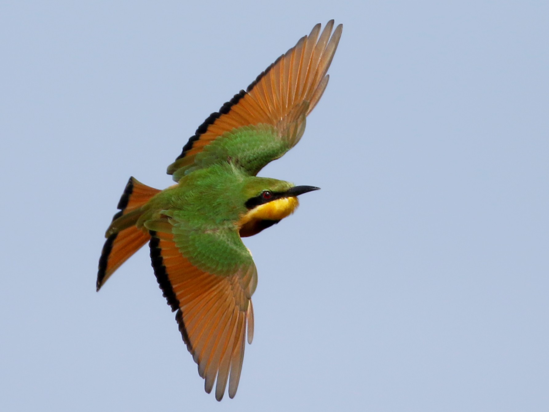 Little Bee-eater - Jay McGowan