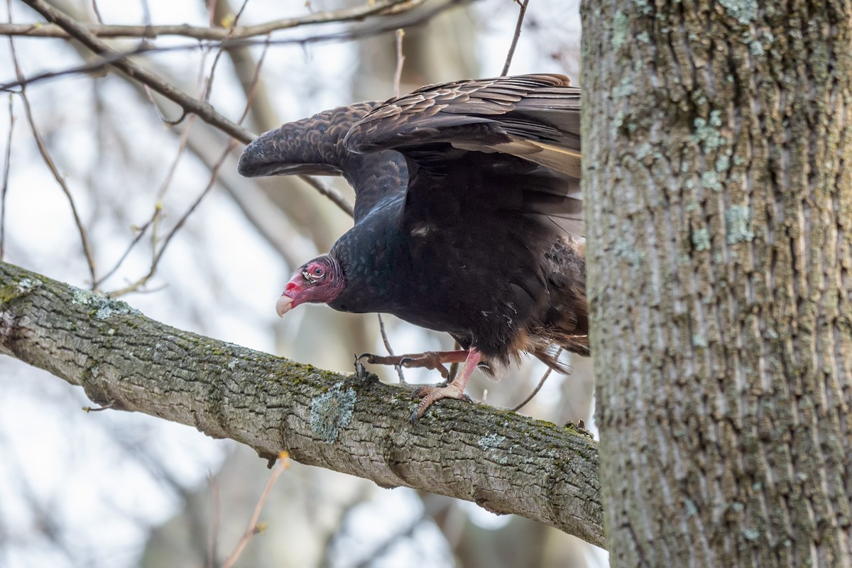 Turkey Vulture - mark kraus