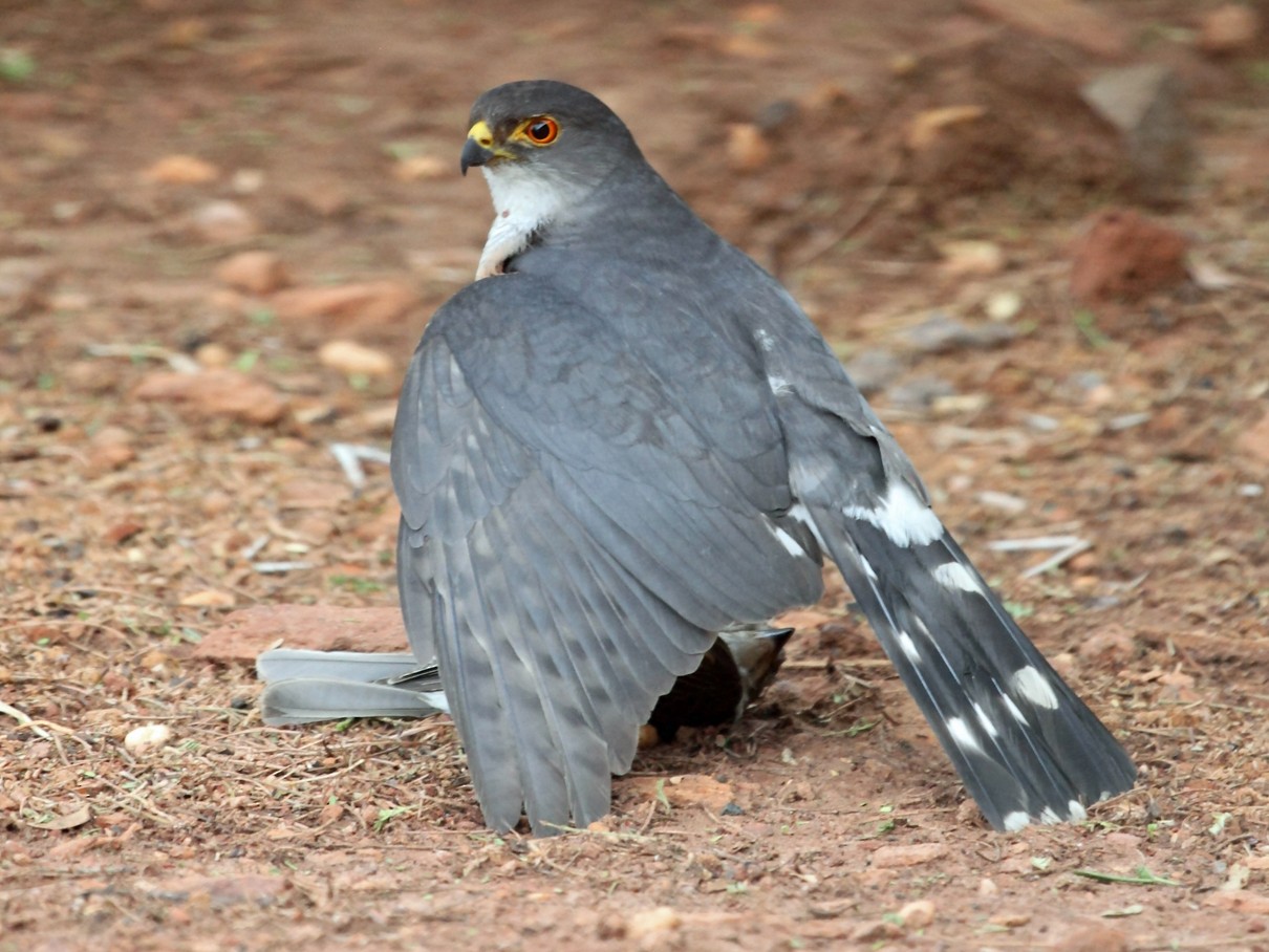 アフリカツミ Ebird