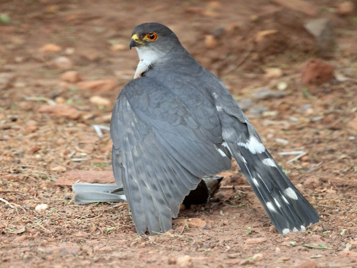 Little Sparrowhawk - Nigel Voaden