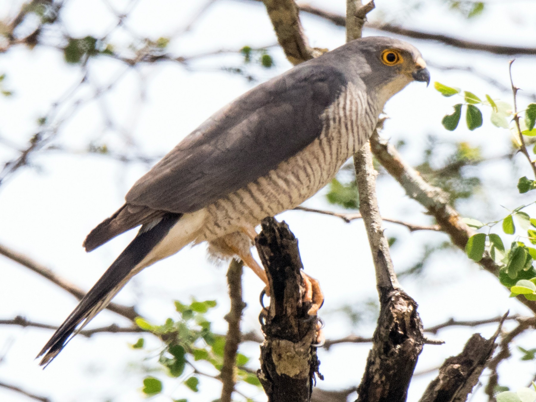 Little Sparrowhawk - Peter  Steward