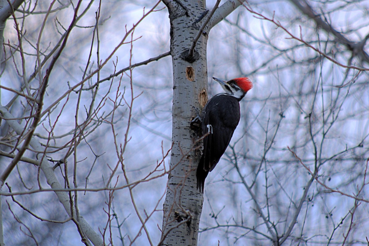Pileated Woodpecker - ML218870641