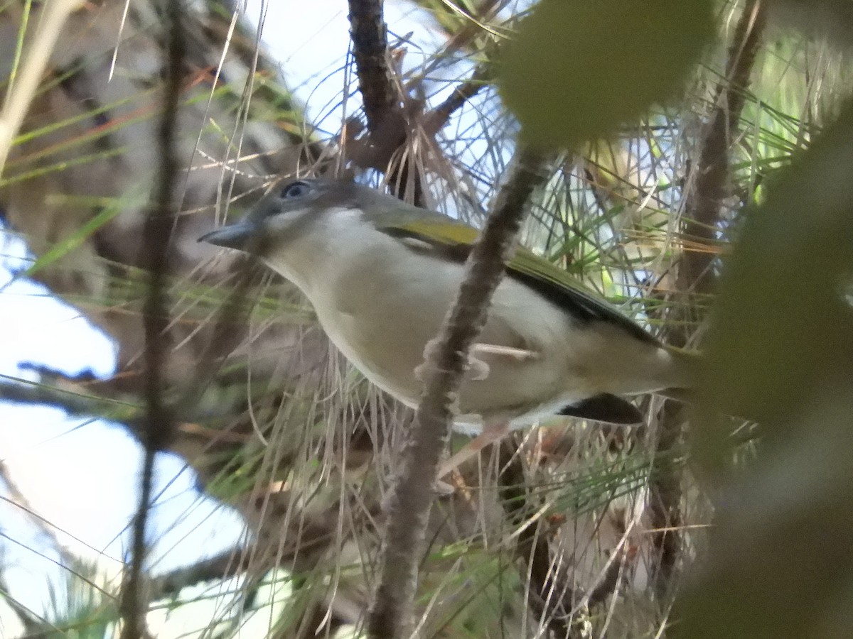 White-browed Shrike-Babbler (Dalat) - ML218871771