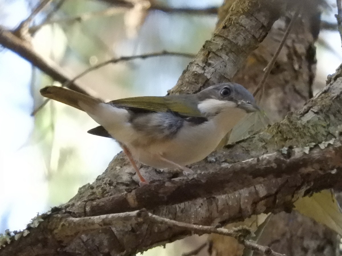 White-browed Shrike-Babbler (Dalat) - ML218871811