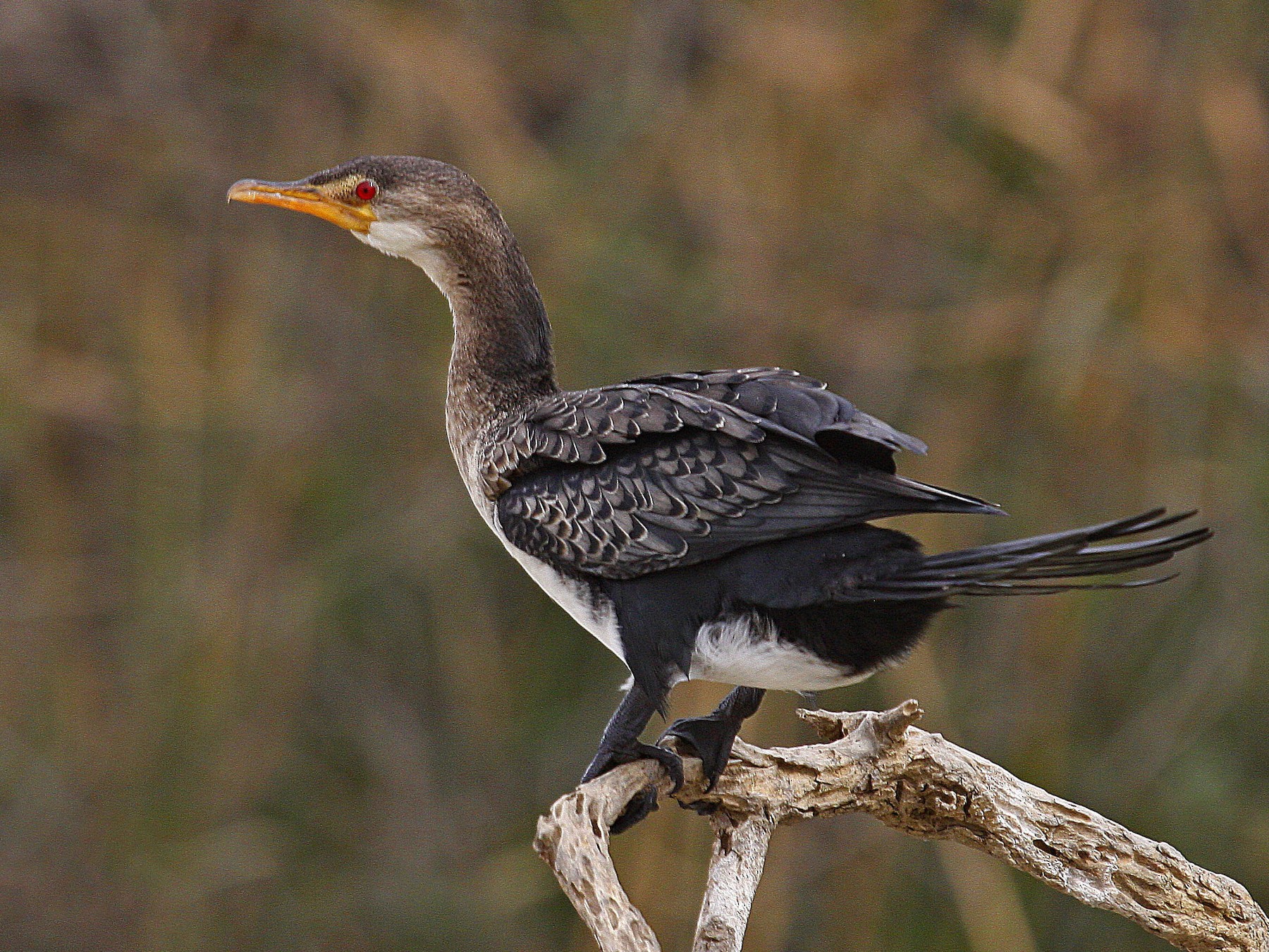 Long-tailed Cormorant - Ghislain Gosse