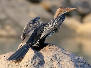 นกเต็มวัยชุดขนนอกฤดูผสมพันธุ์หรือนกวัยรุ่น - Holger Teichmann - ML218872711