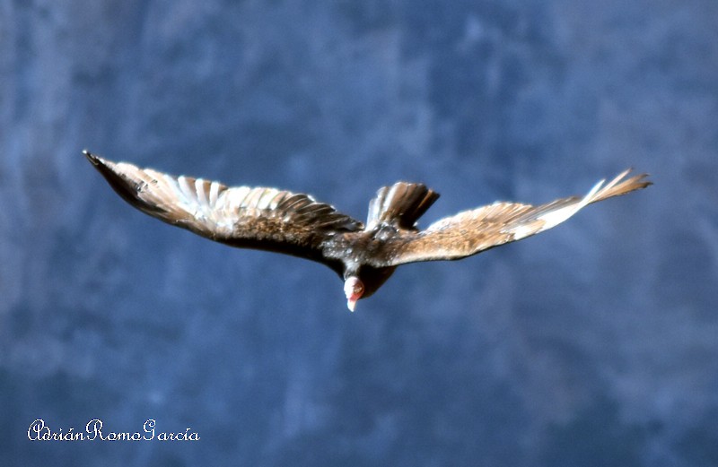 Turkey Vulture - Adrian Romo Garcia