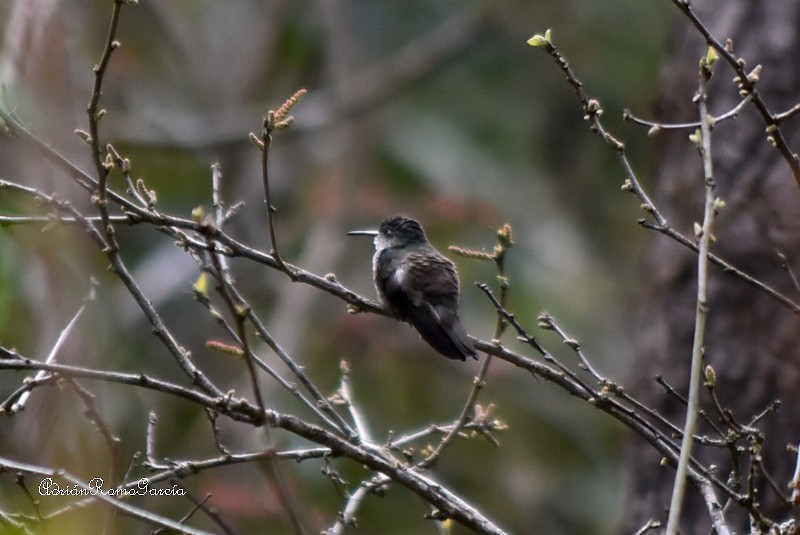 Azure-crowned Hummingbird - ML218873831