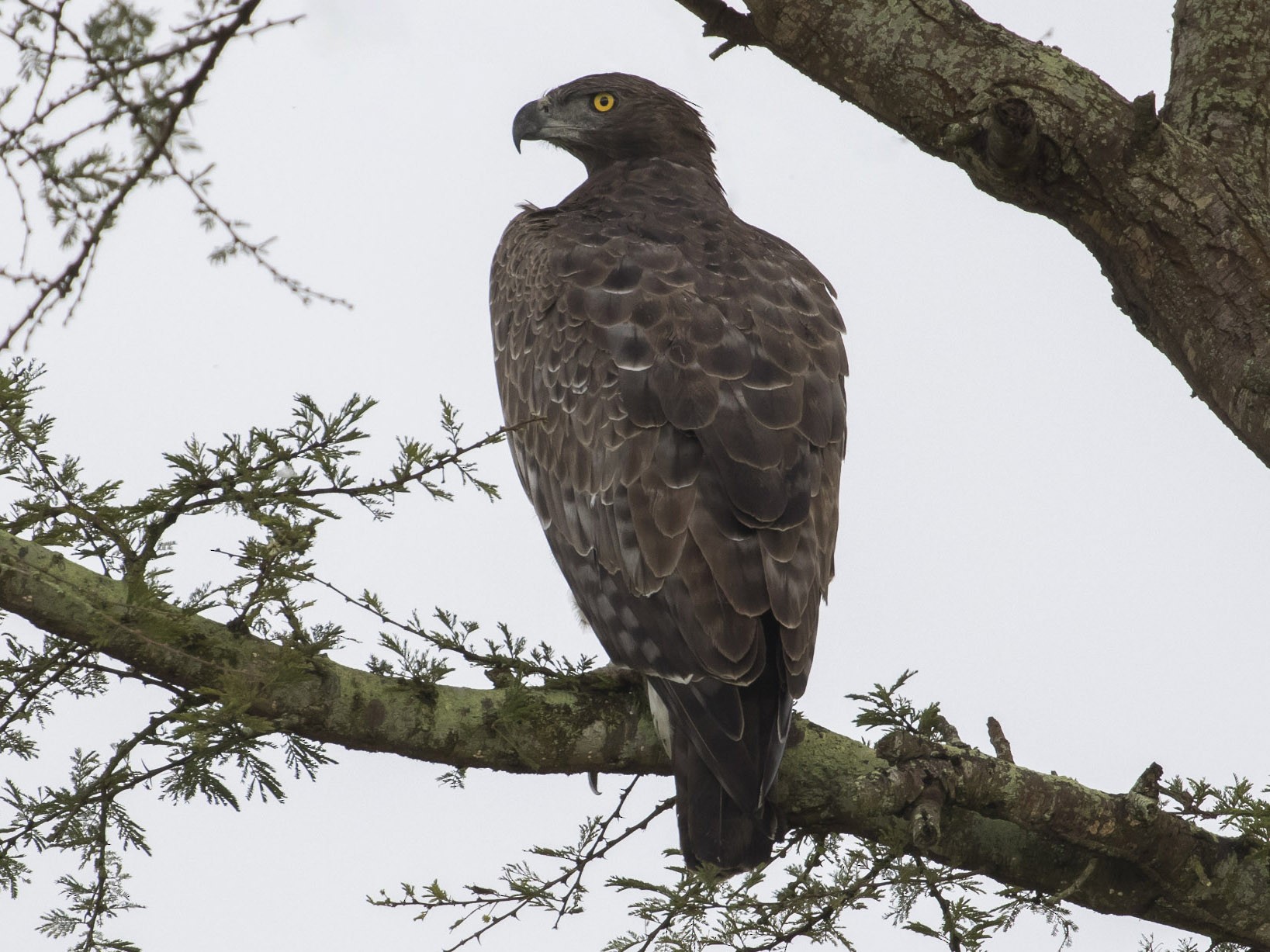 Martial Eagle Ebird