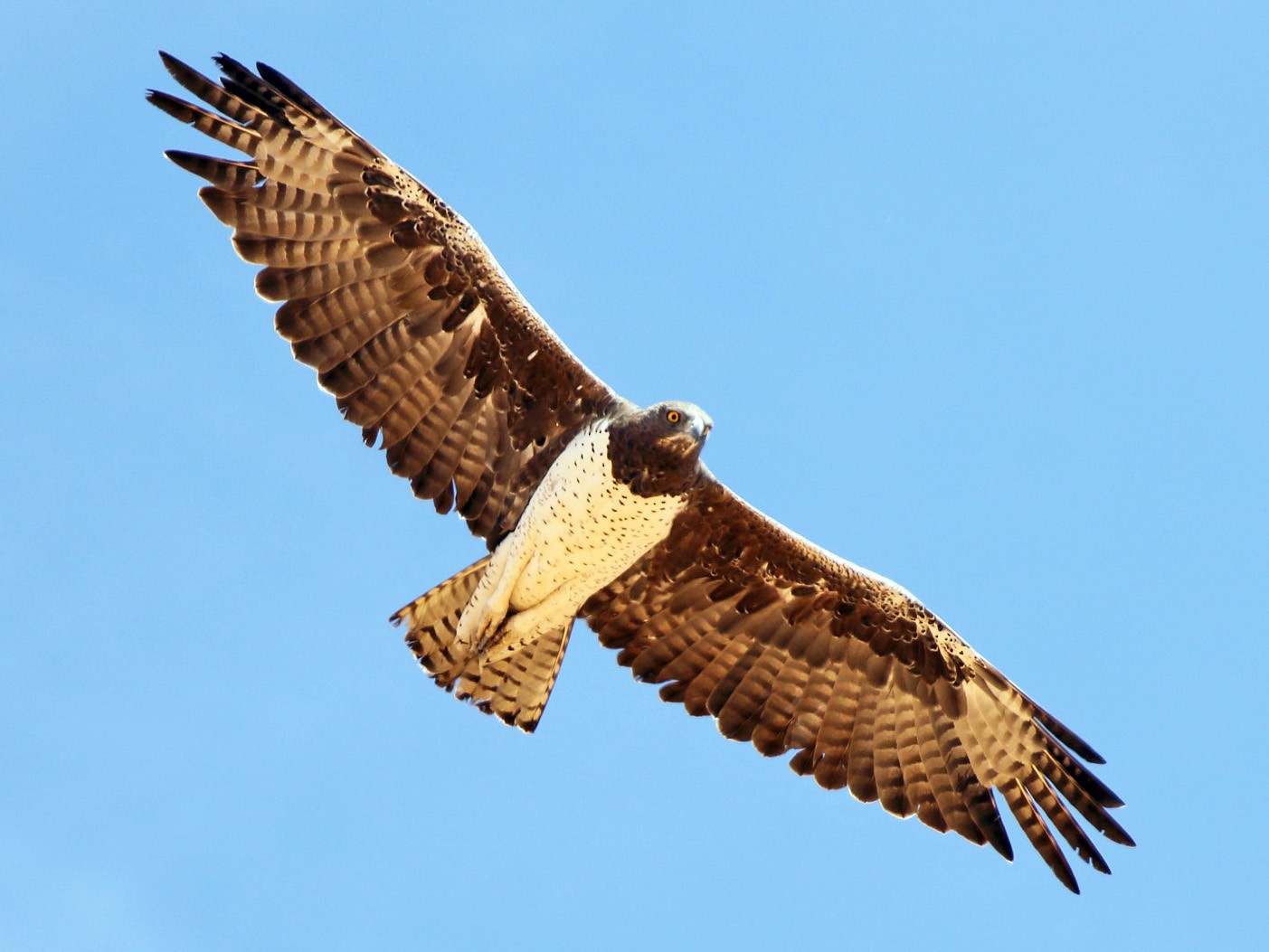 Martial Eagle - Megan Perkins