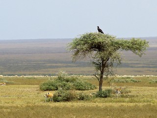 ゴマバラワシ - eBird