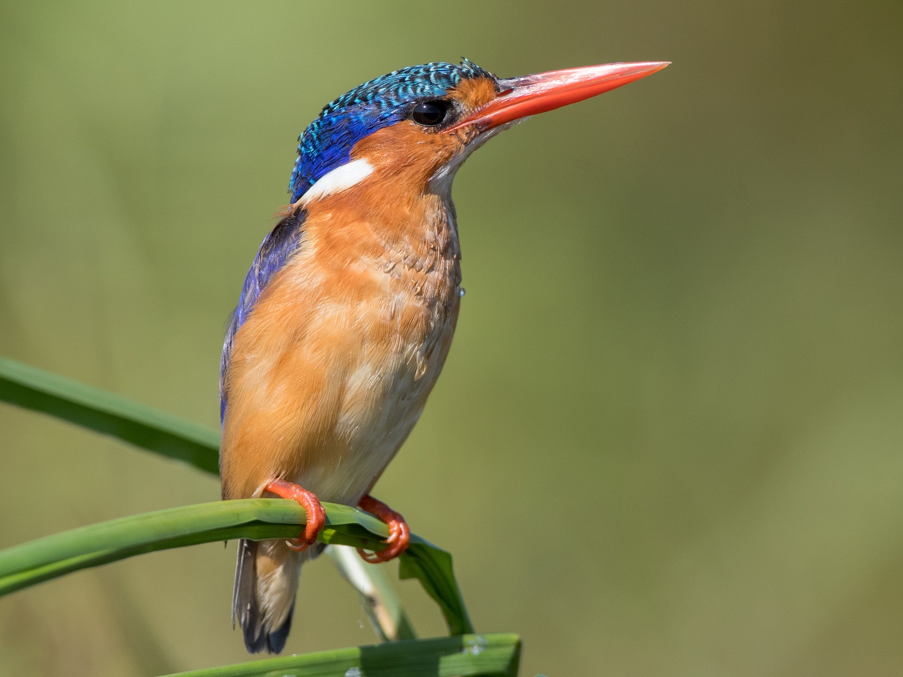 Malachite Kingfisher - eBird