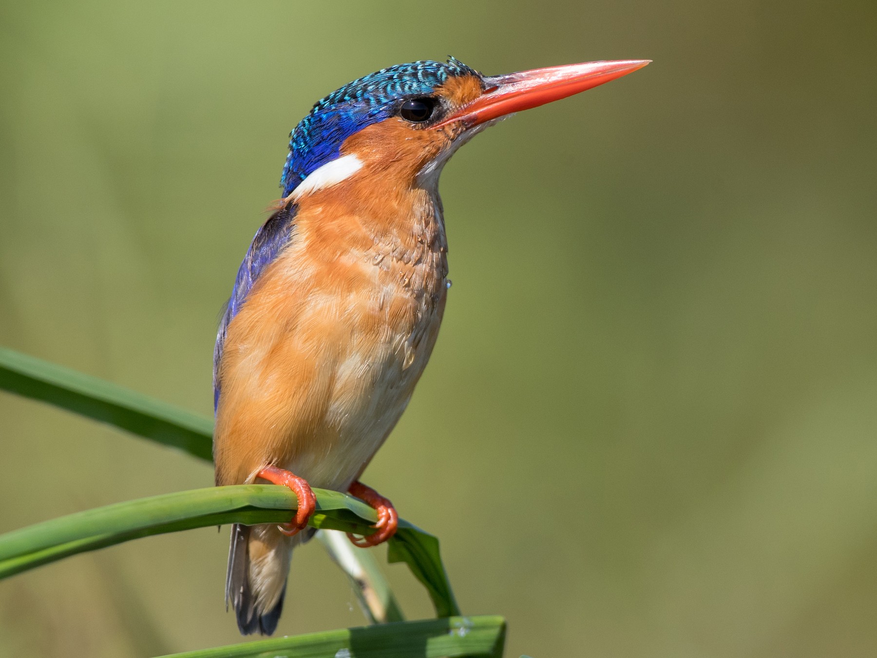 Malachite Kingfisher - Ian Davies