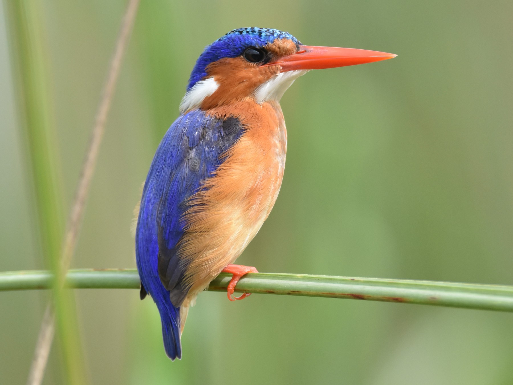 Malachite Kingfisher - eBird