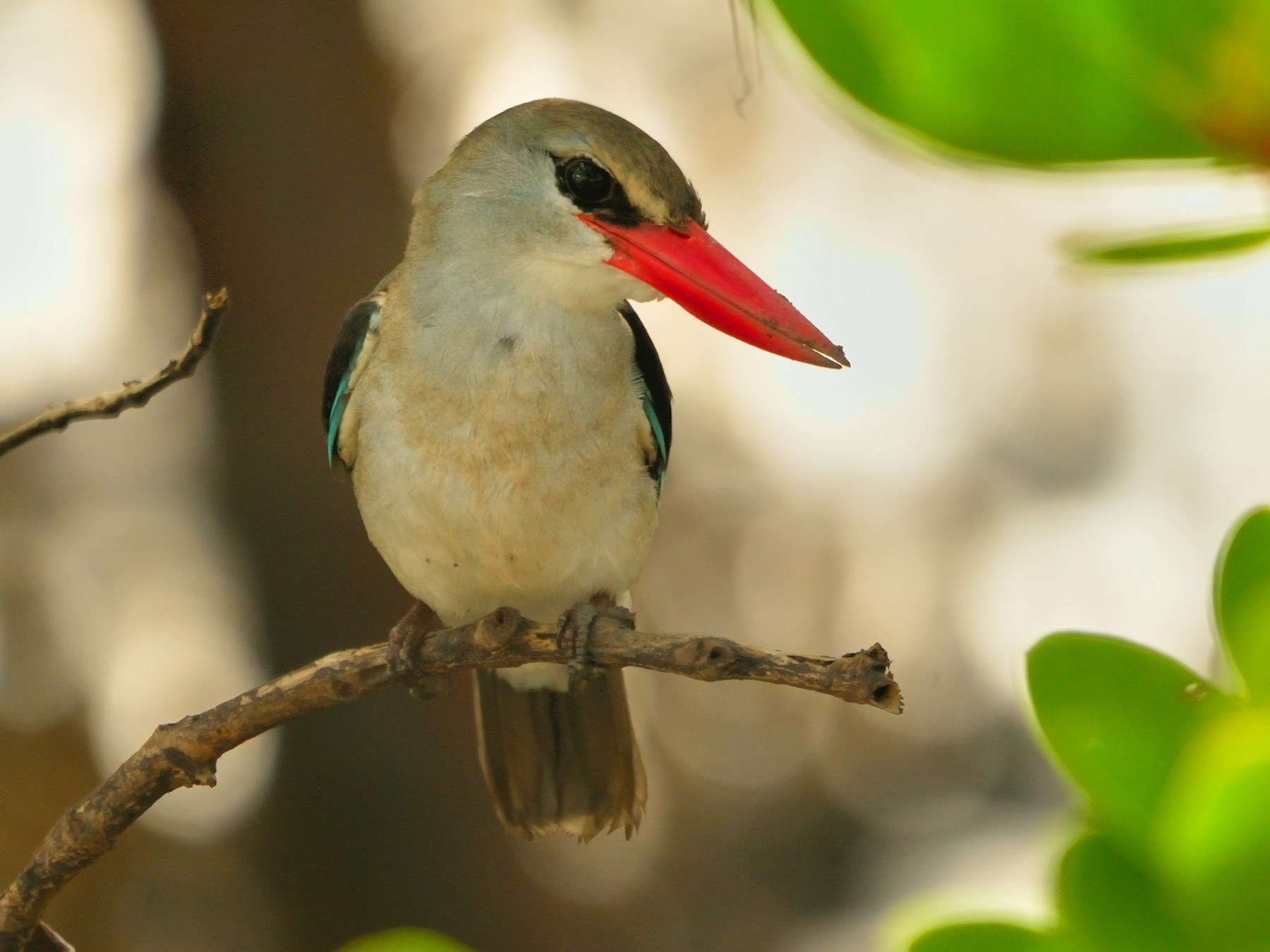 Mangrove Kingfisher - Ameet Mandavia