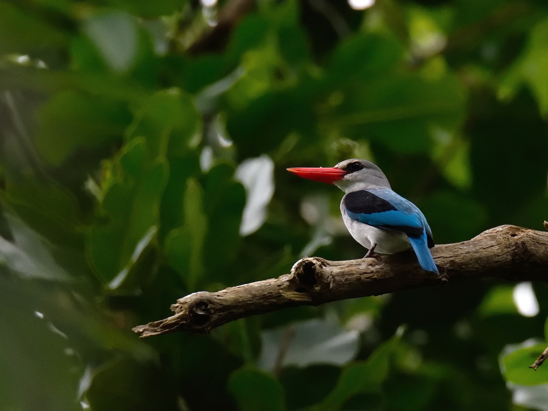 Mangrove Kingfisher - eBird
