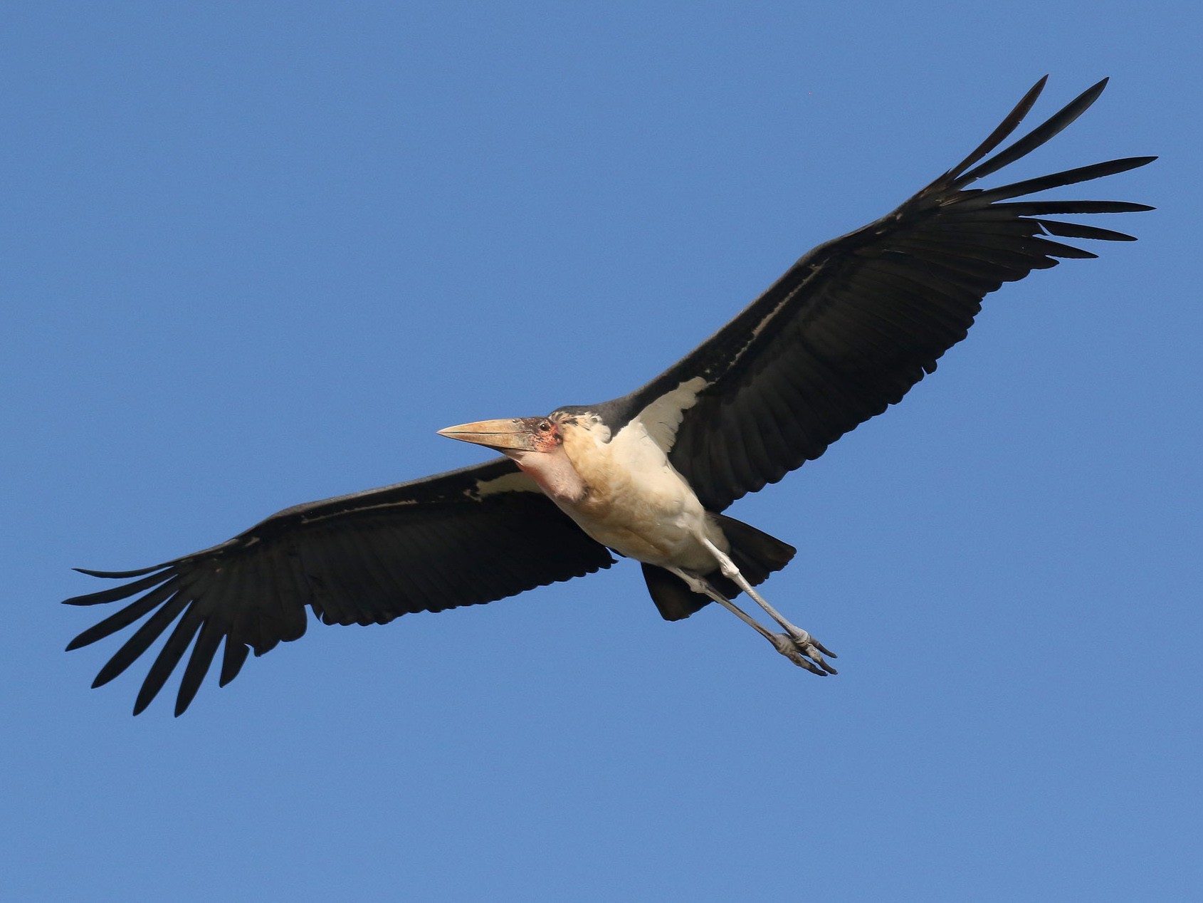 marabou stork size