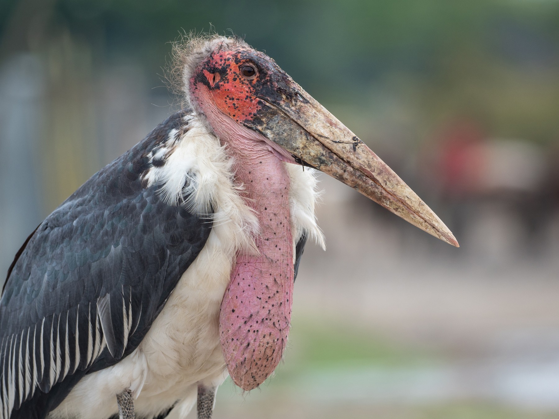 Marabou Stork - Forest Botial-Jarvis