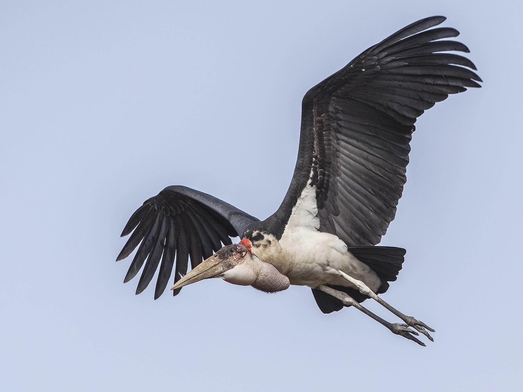 Marabou Stork - H. Çağlar Güngör