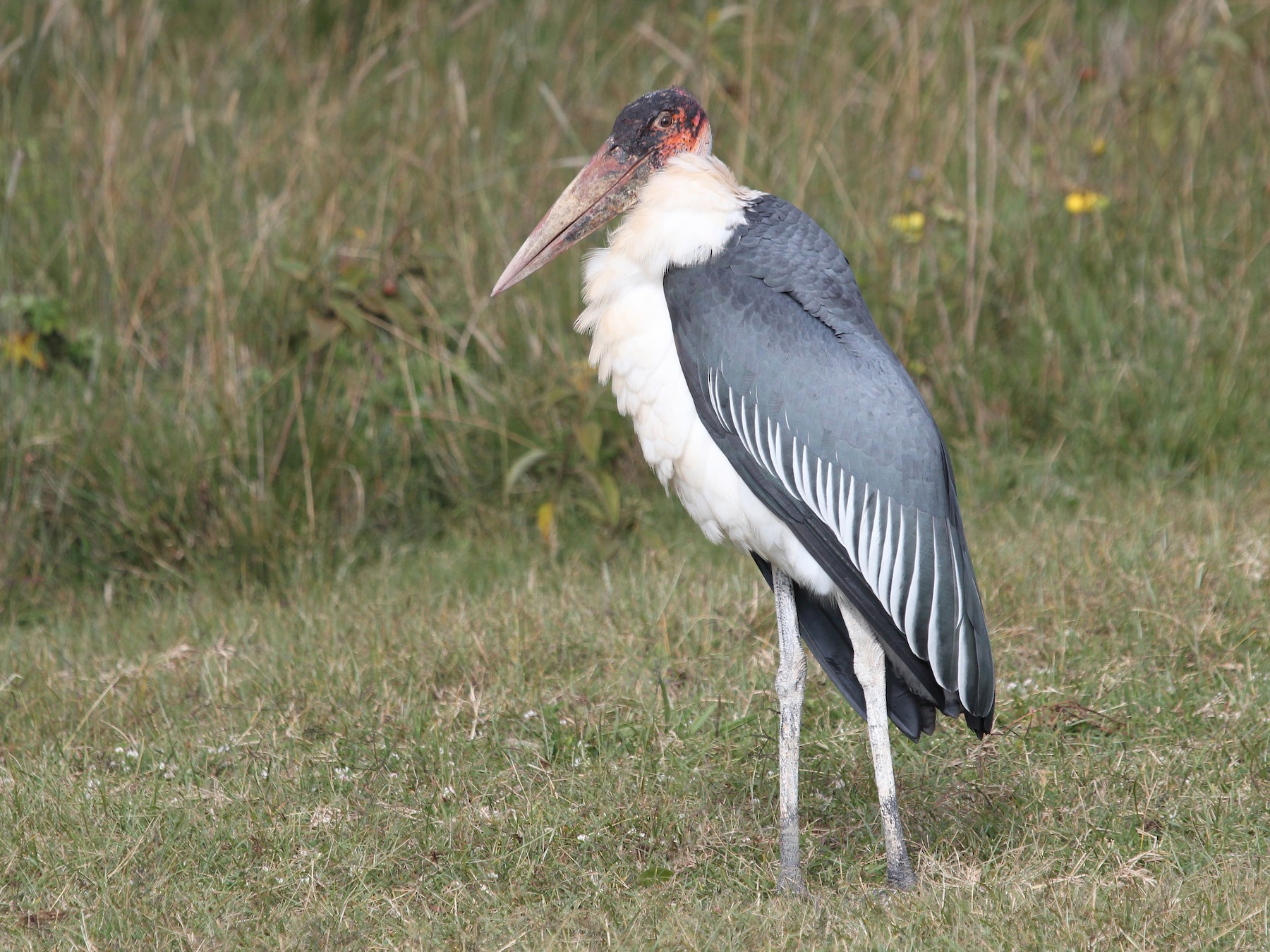 marabou stork size