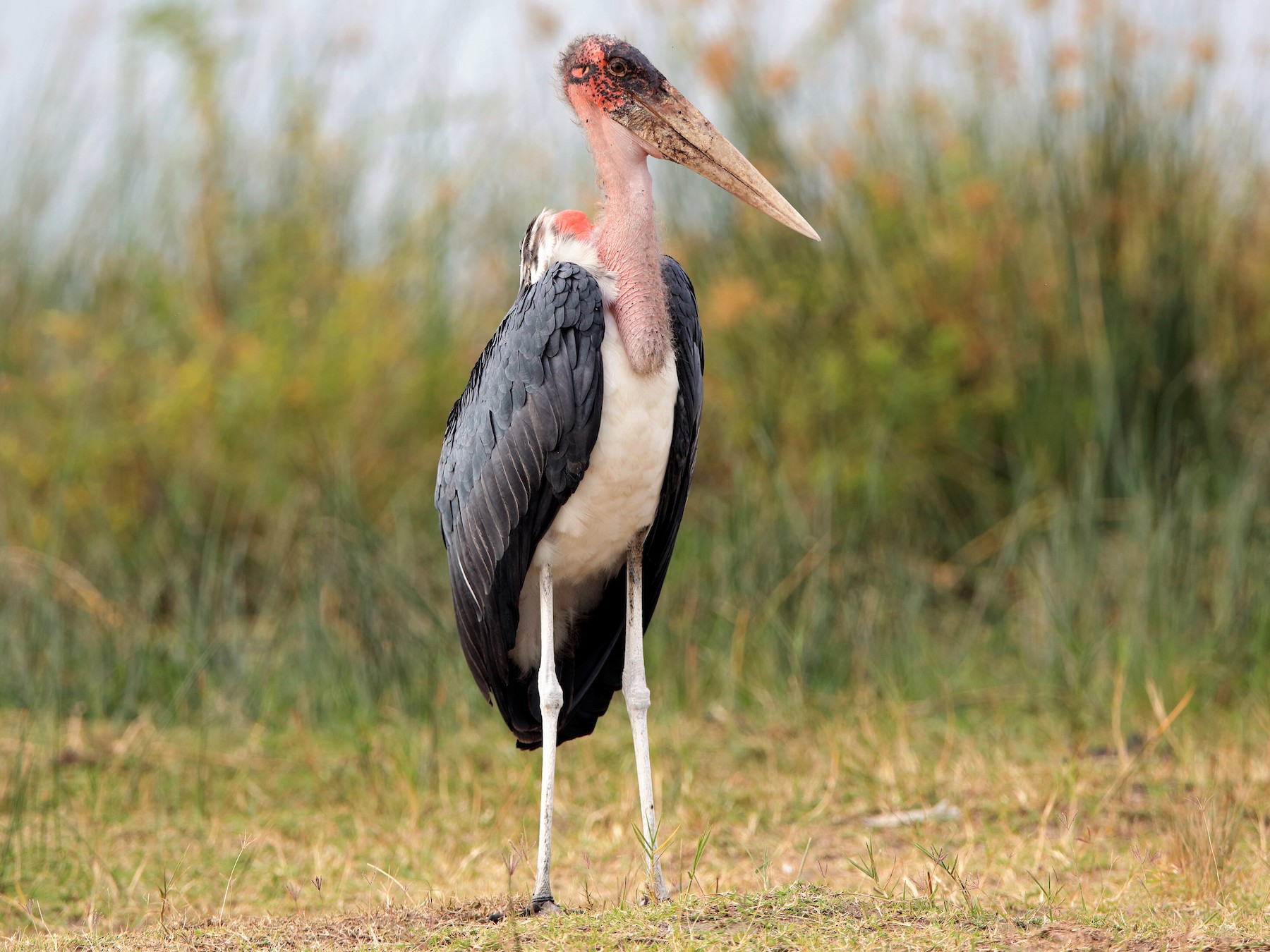 Marabou Stork - eBird