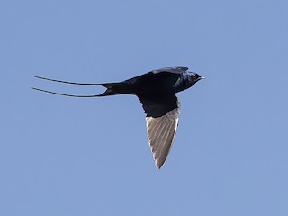 クロハリオツバメ - eBird