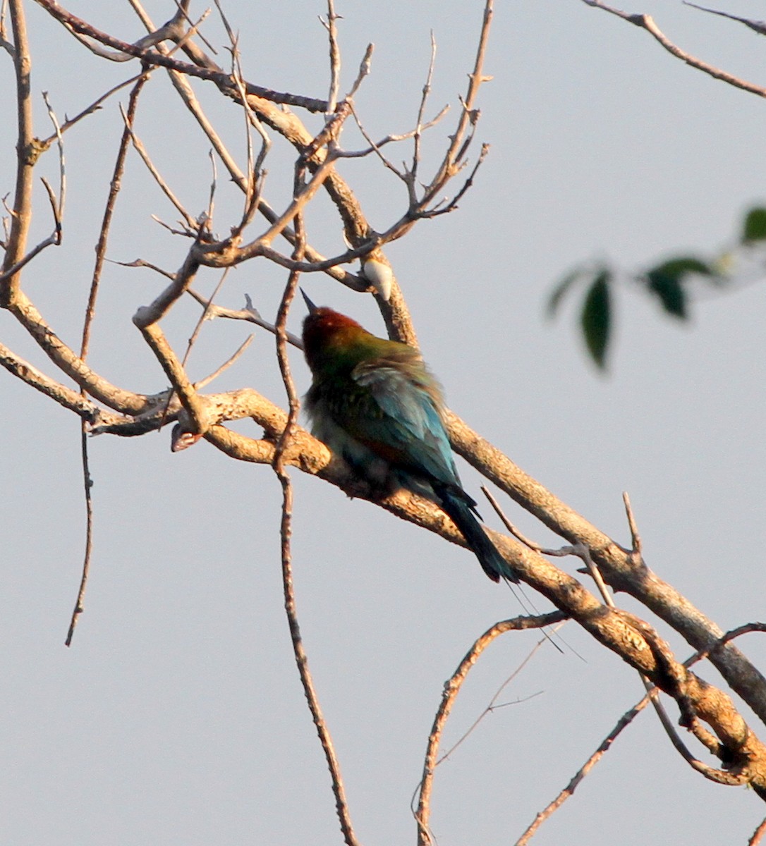 Rainbow Bee-eater - Colin Trainor