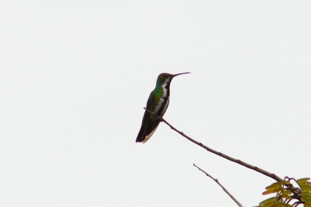 Black-throated Mango - Mike Seager