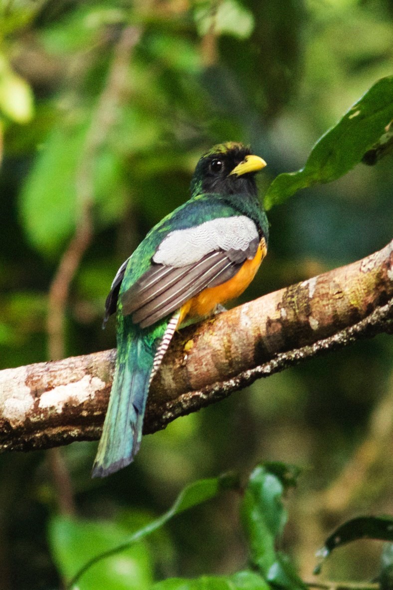Amazonian Black-throated Trogon - Mike Seager