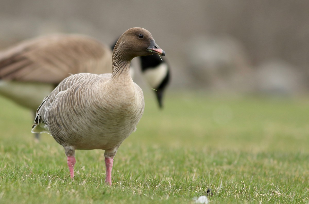 Pink-footed Goose - ML218887751