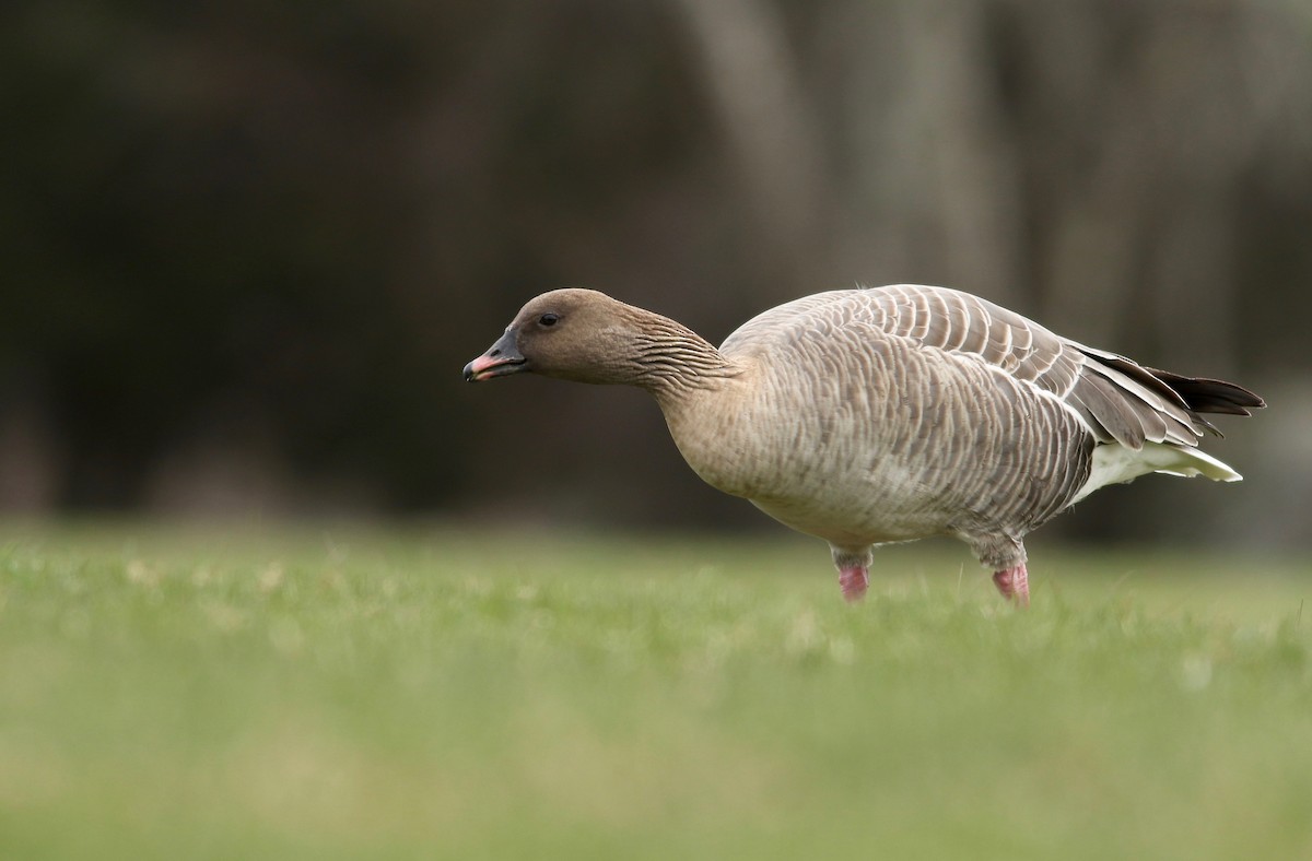 Pink-footed Goose - ML218887811