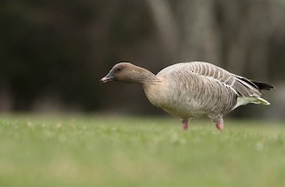 Pink-footed Goose, ML218887811