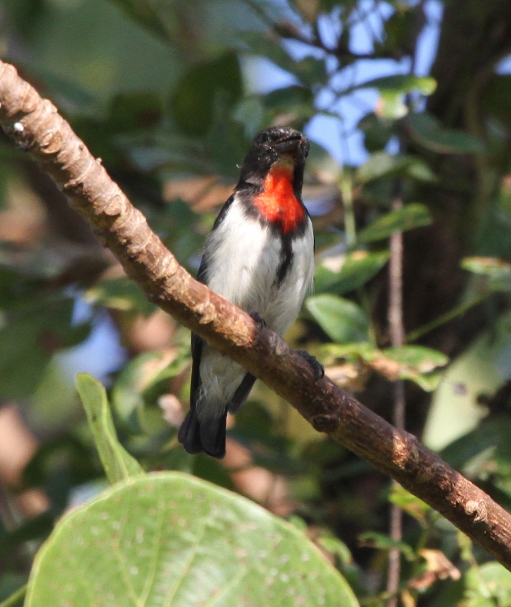 Red-chested Flowerpecker - ML218888721