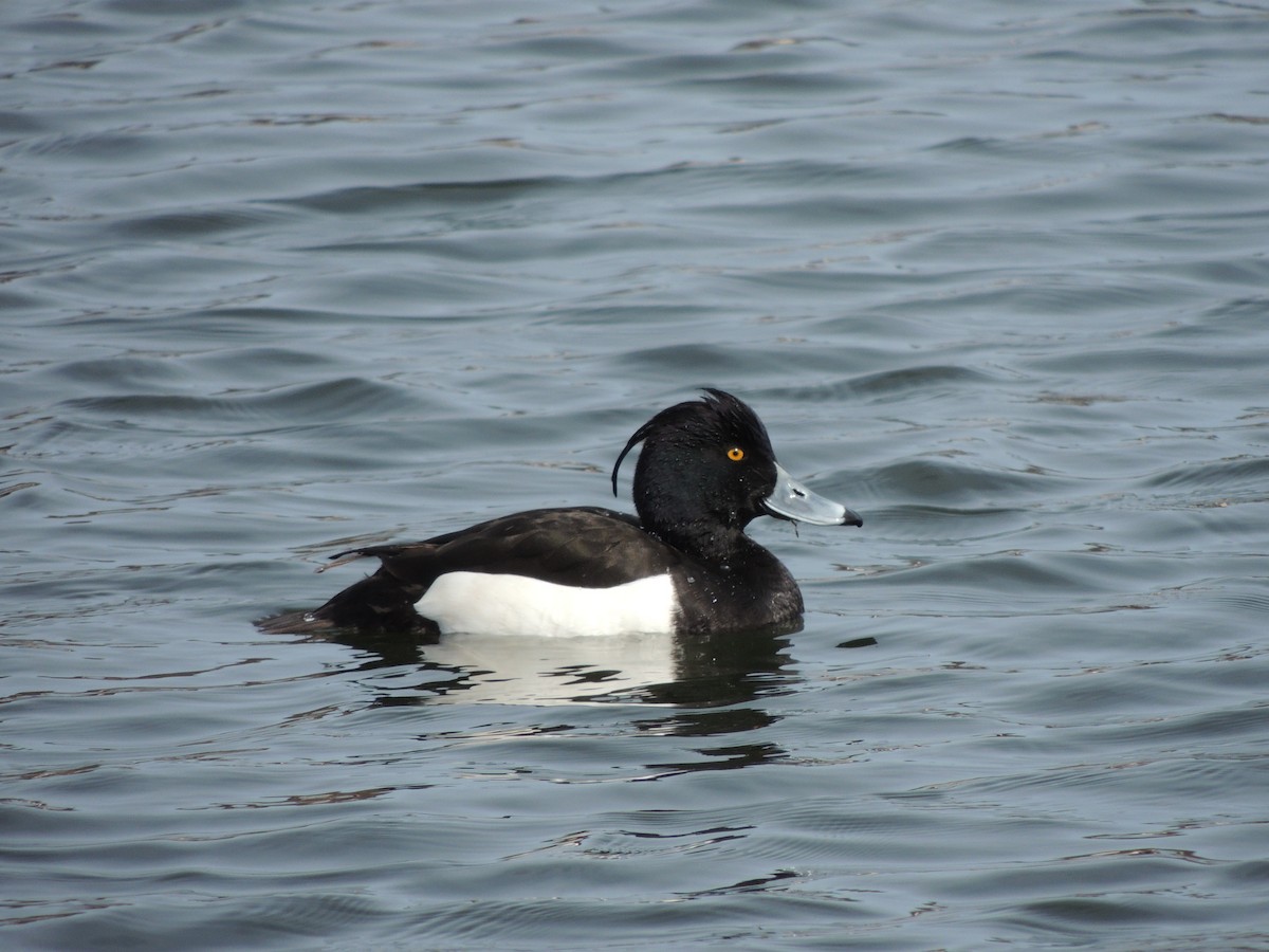 Tufted Duck - ML21889191